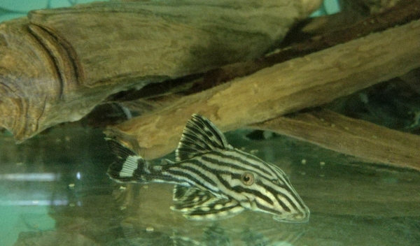 Schwarzlinien- Harnischwels L190 ,Panaque nigrolineatus, ca.14 cm